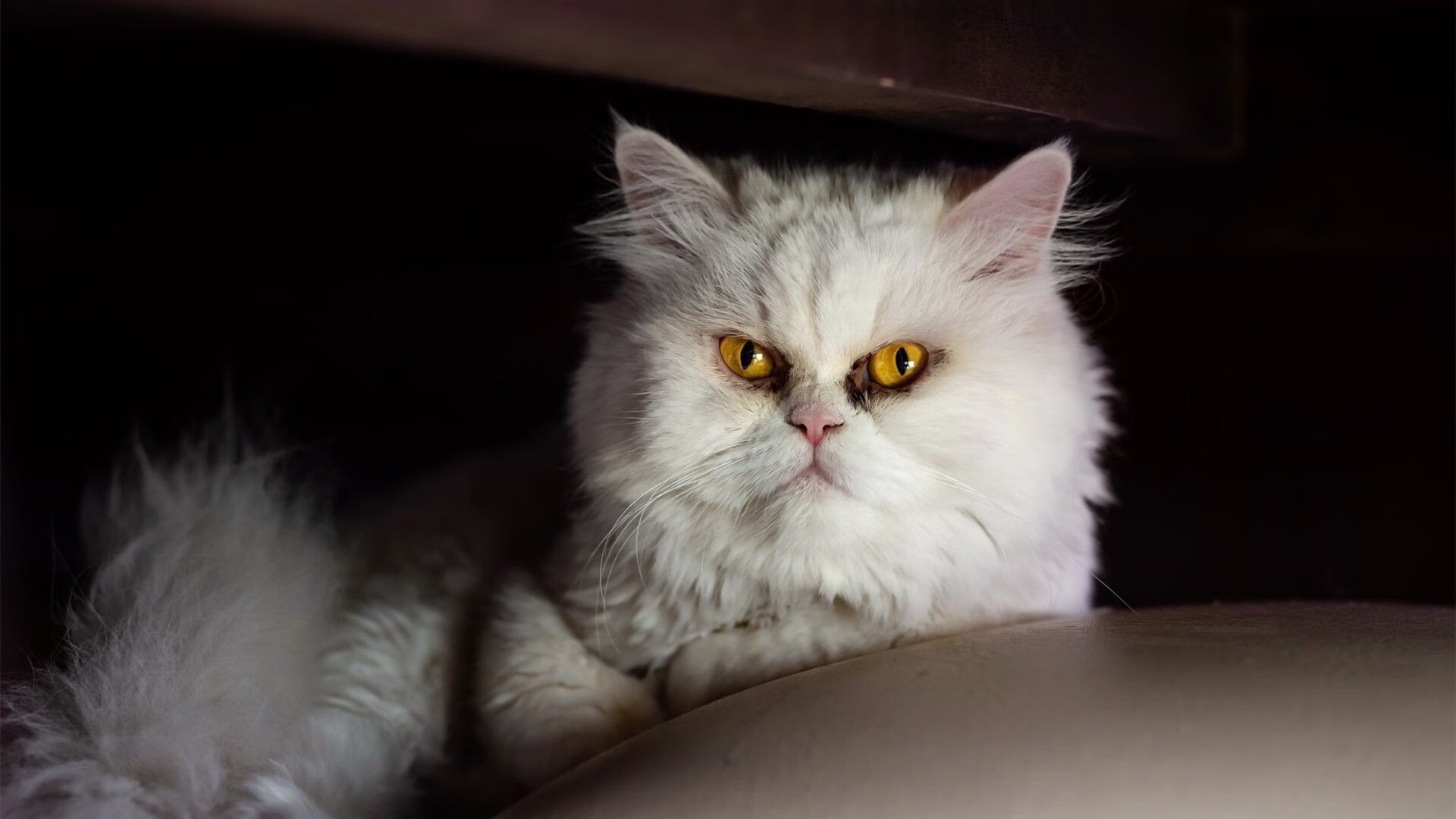 “亚戈·卡尔曼的传球与配合，助力阿根廷美洲狮队成为世界强队”