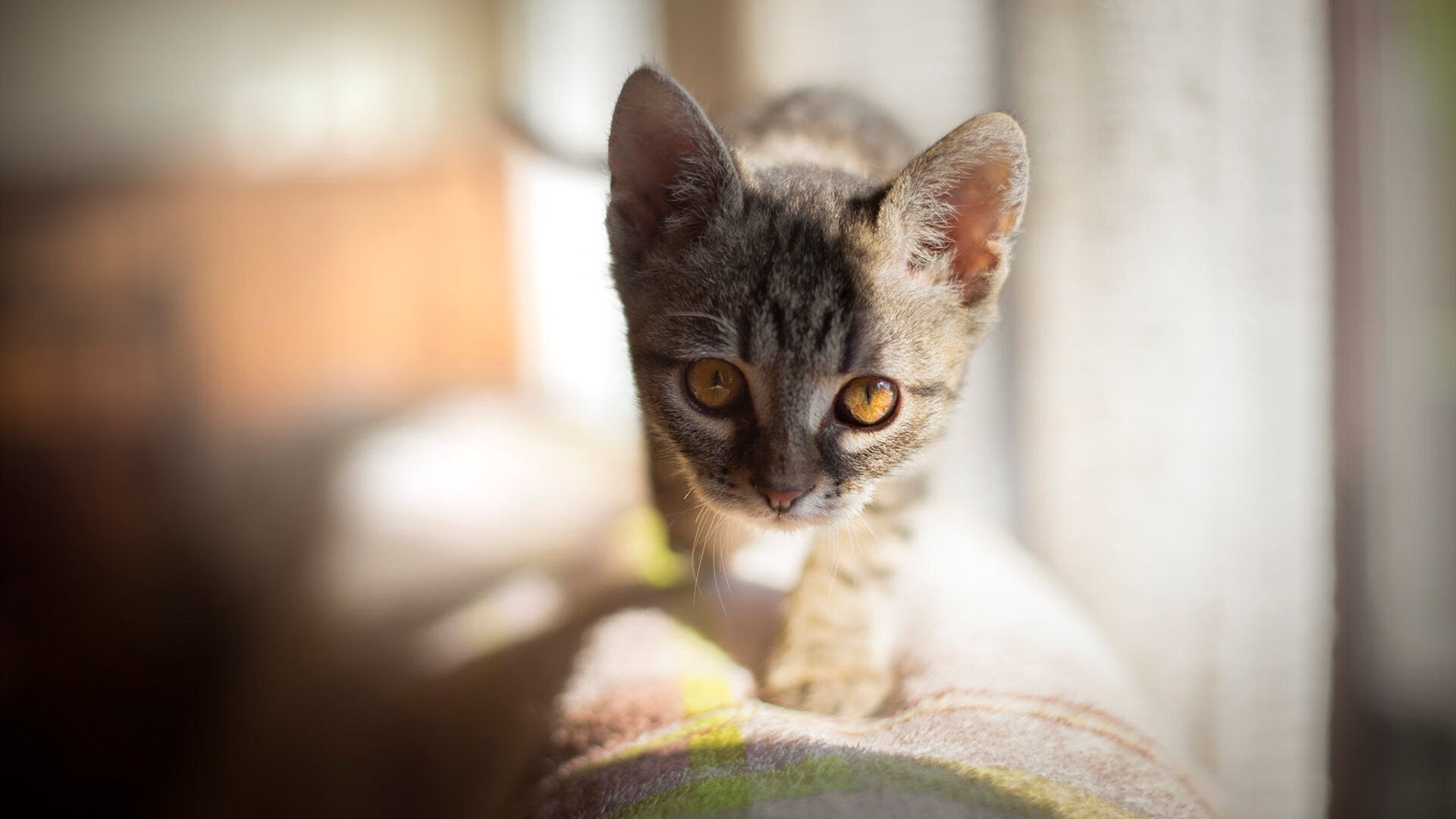 中国篮球推动青少年篮球竞技水平整体提升，我国青少年篮球训练现状